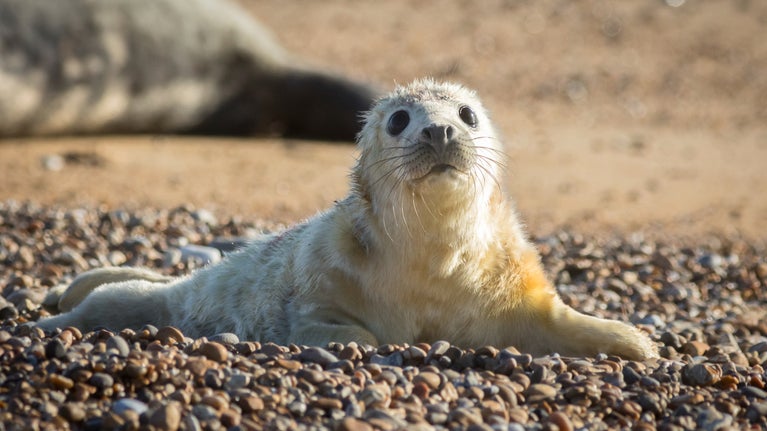 A seal pup with off-white, slightly dirtied coat and round, pitch-black eyes lying on beige pebbles.